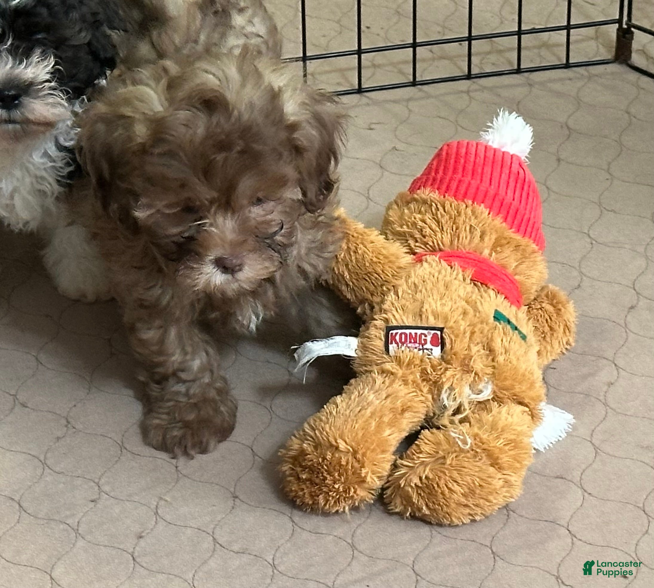 Shihpoo dogs Shihpoo Puppy 2 - Ad 10