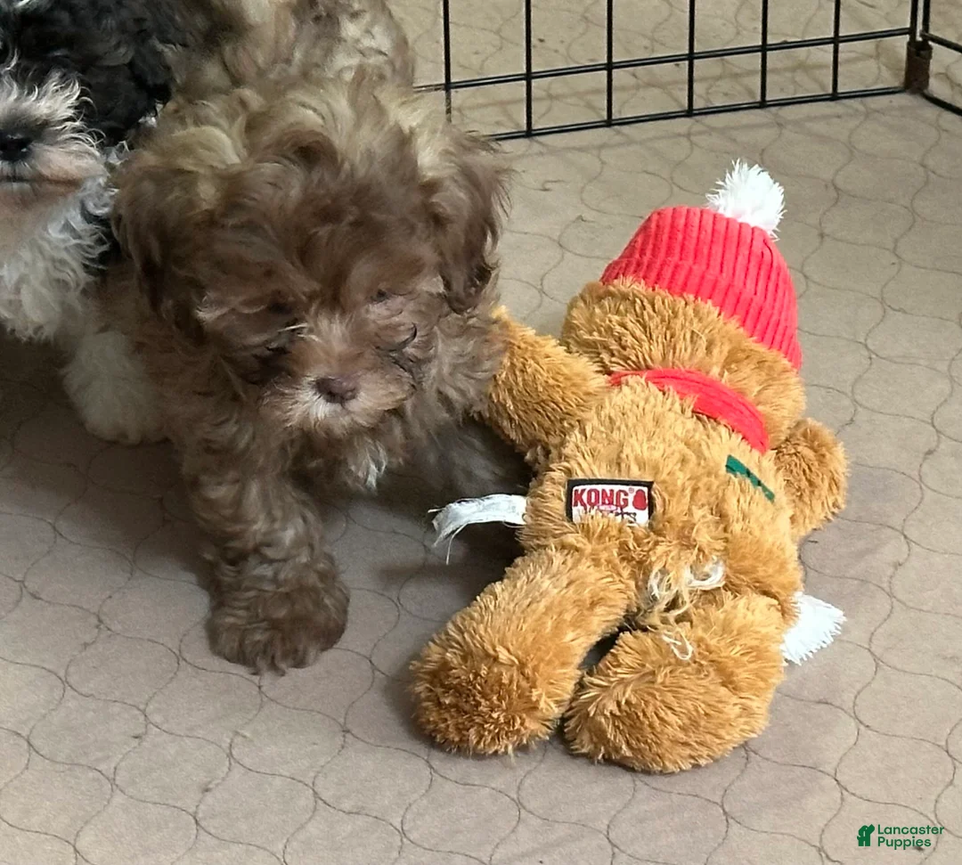 Shihpoo dogs for sale: Shihpoo Puppy 2 - Ad 1