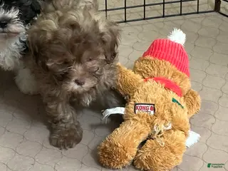 Shihpoo dogs Shihpoo Puppy 2 - Ad 10