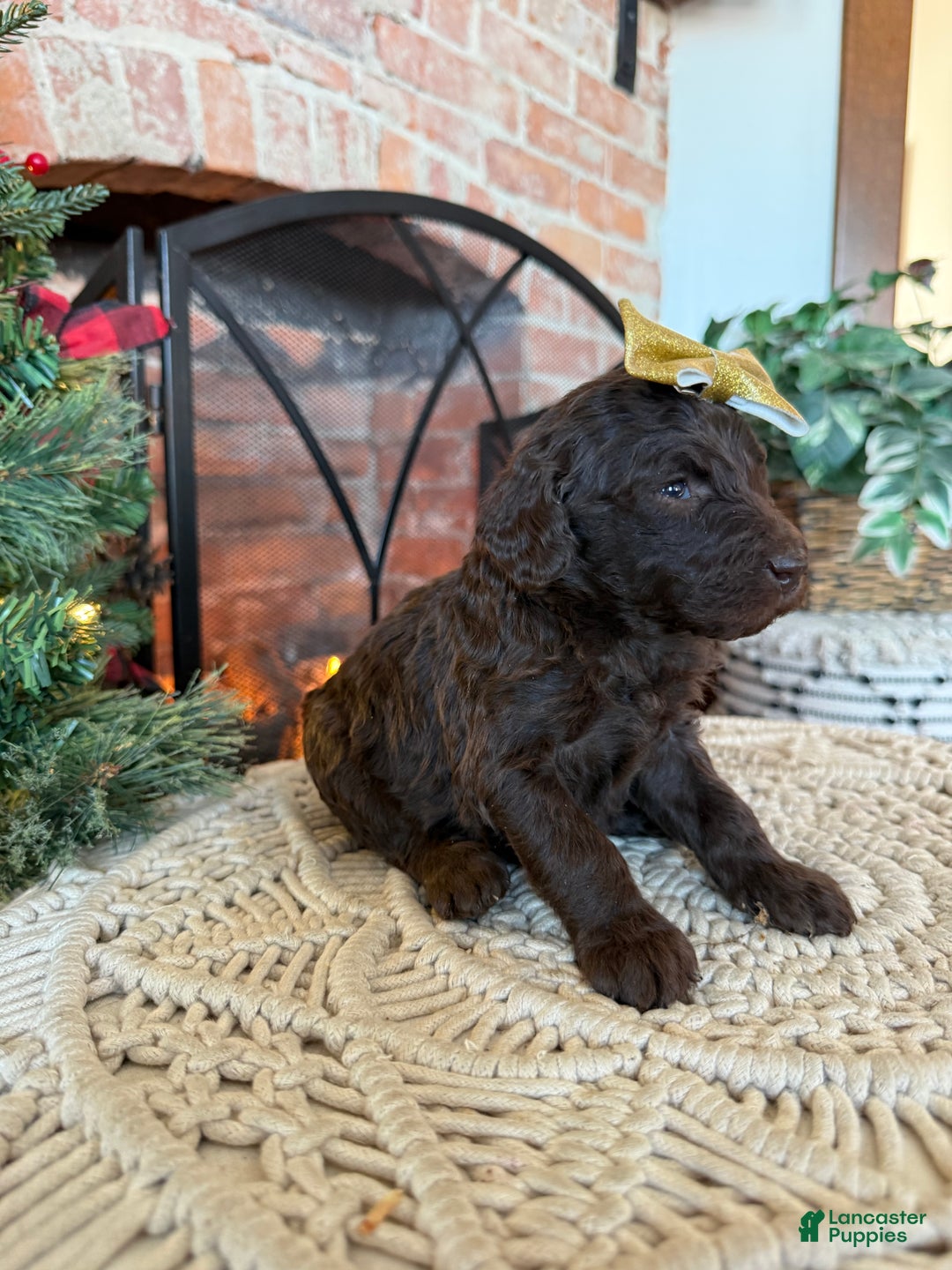 Mixed Breed dogs for sale: Polly - Ad 7