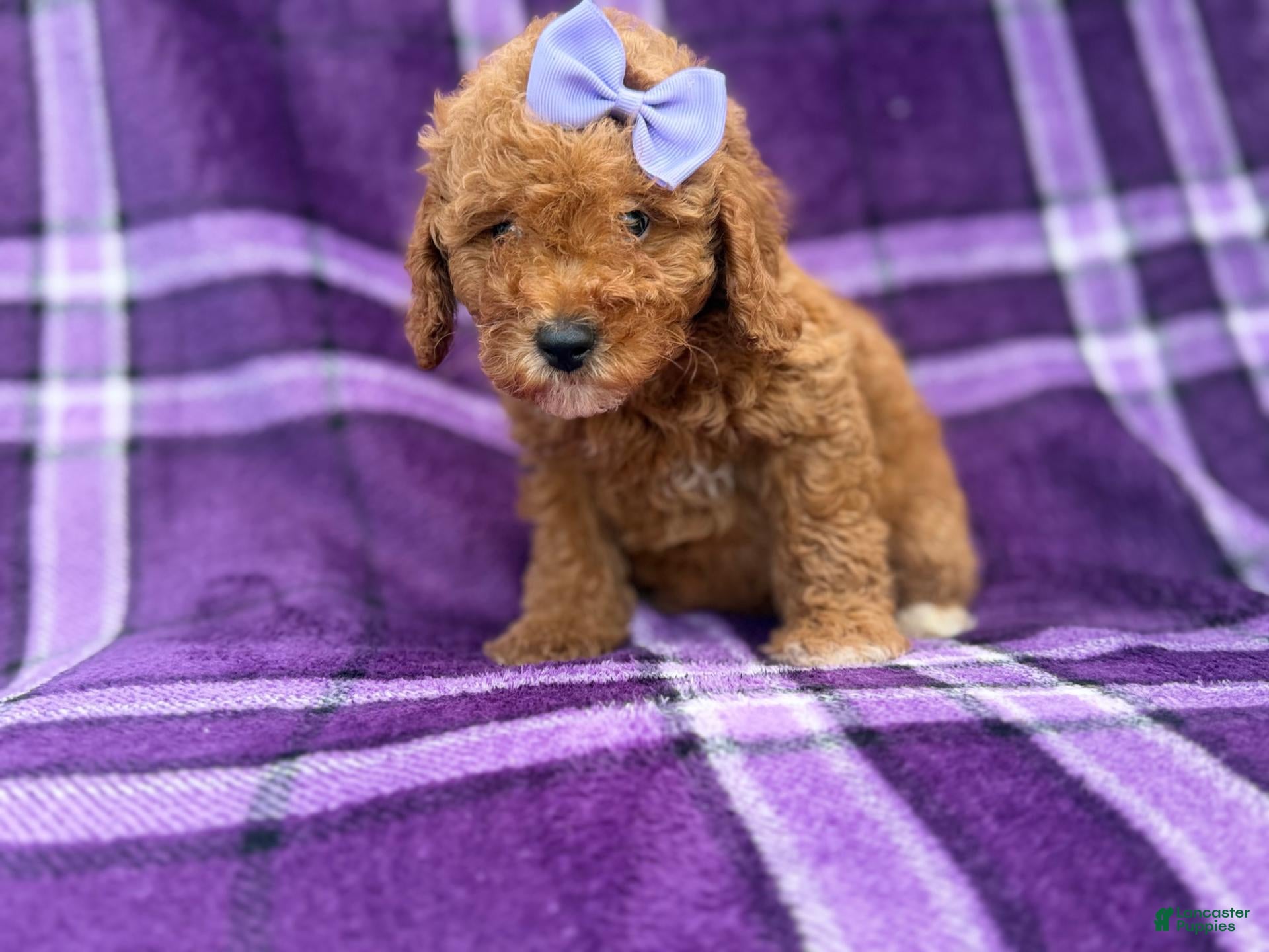 Cavapoo dogs Agnes - Ad 2