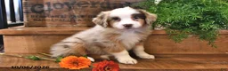Australian Shepherd dogs for sale: Amber - Ad 1