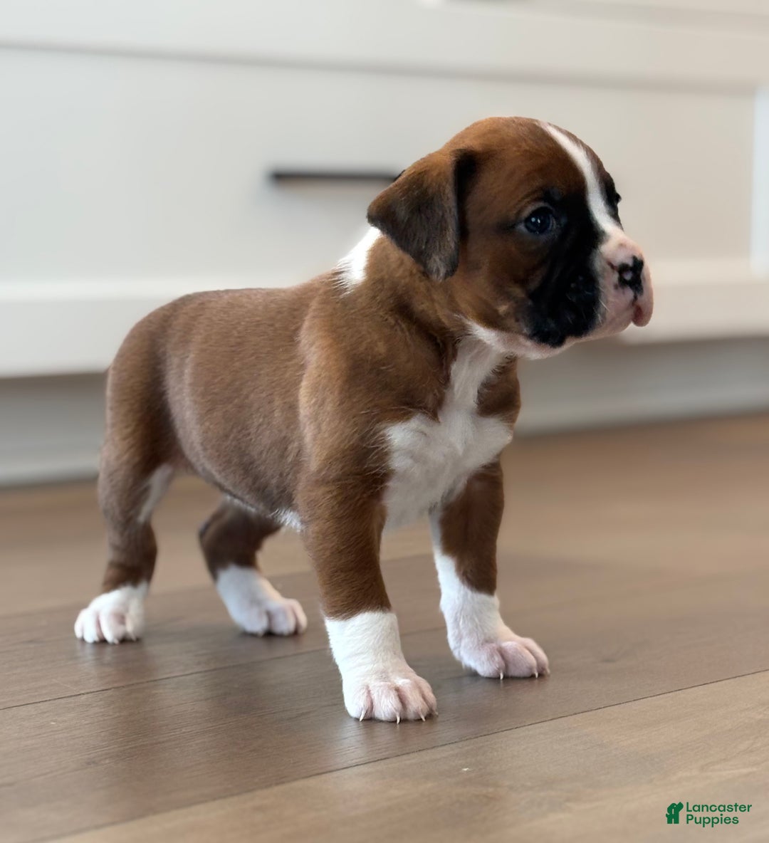 Boxer dogs for sale: Poppi - Ad 3