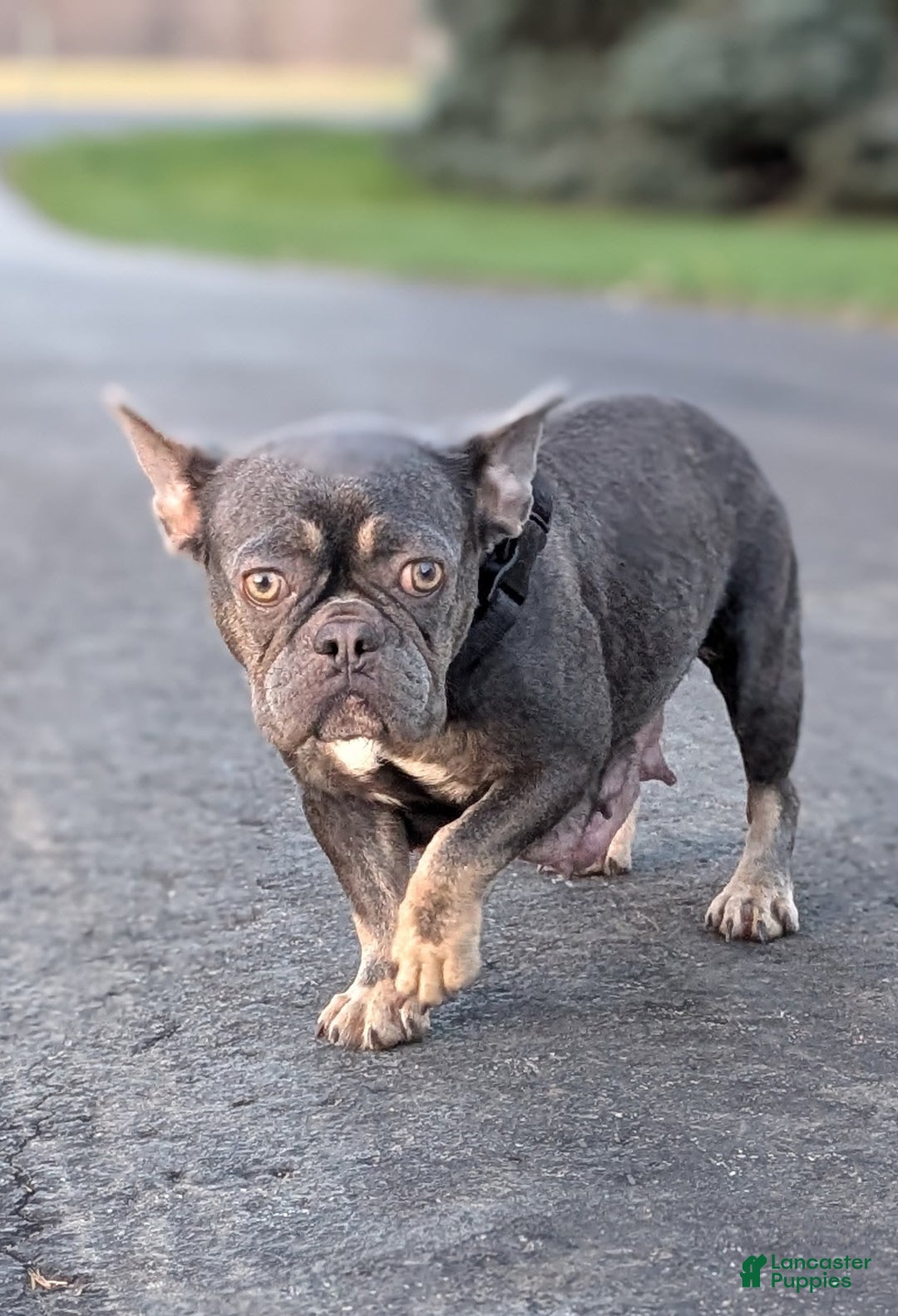 French Bulldog dogs for sale: Tiana - Ad 12