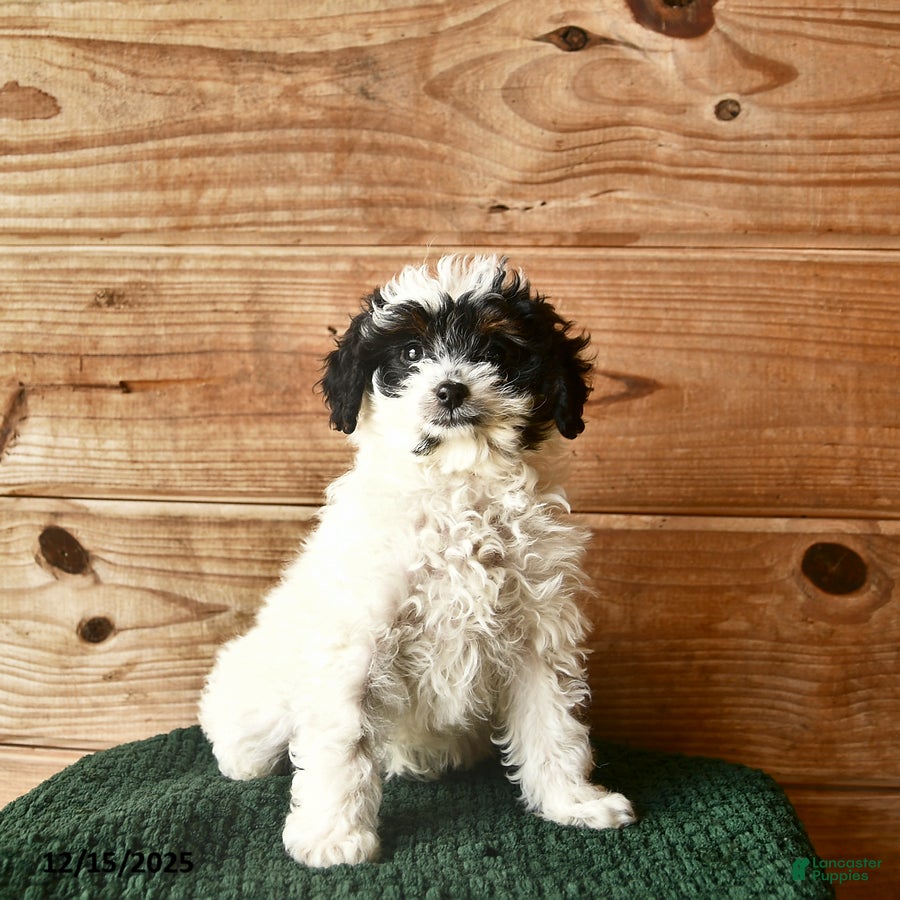 Mini Goldendoodle dogs Nia  - Ad 33