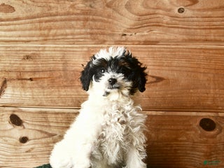 Mini Goldendoodle dogs Nia - Ad 33