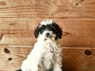 Mini Goldendoodle dogs Nia - Ad 14