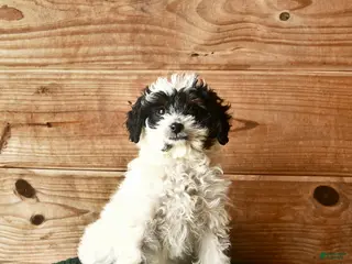 Mini Goldendoodle dogs Nia - Ad 36