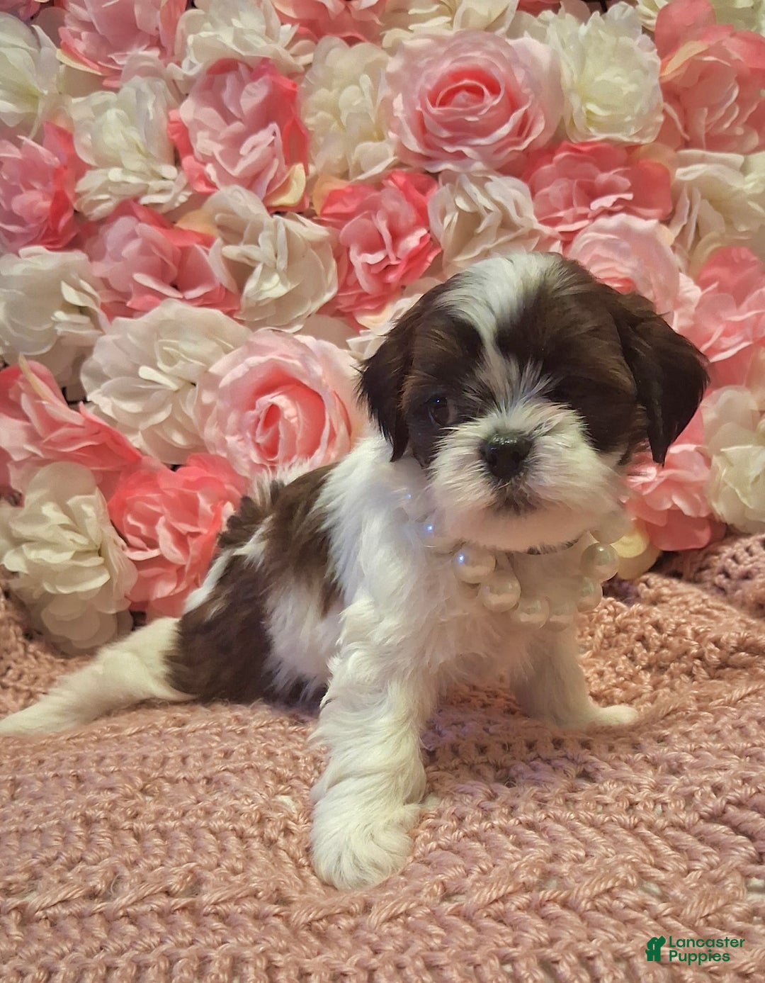 Shih Tzu dogs for sale: Queen - Ad 3