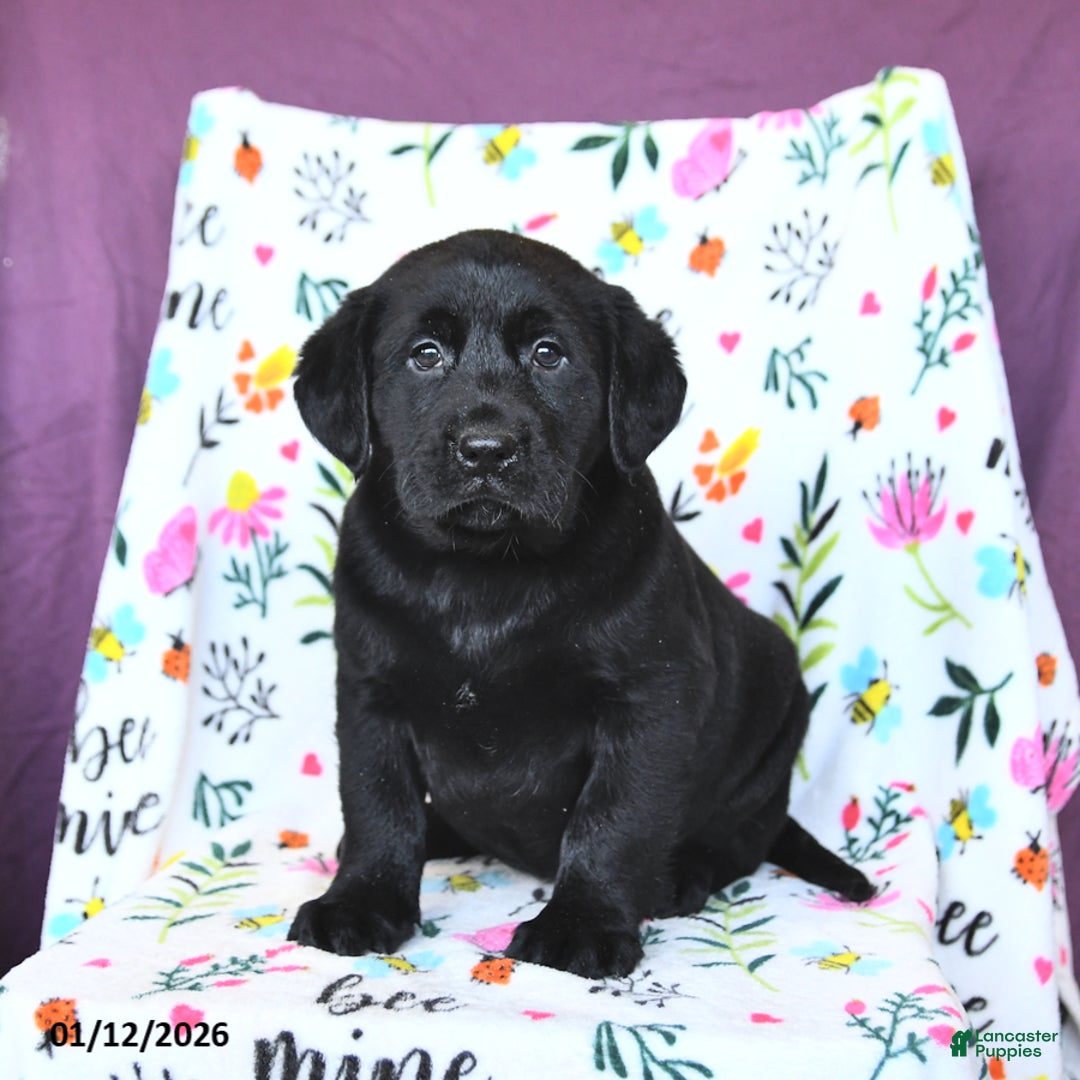 Labrador Retriever dogs for sale: Pearl - Ad 1