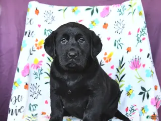 Labrador Retriever dogs Pearl - Ad 22