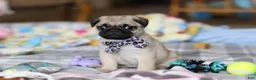 Pug dogs for sale: Poppy  - Ad 8