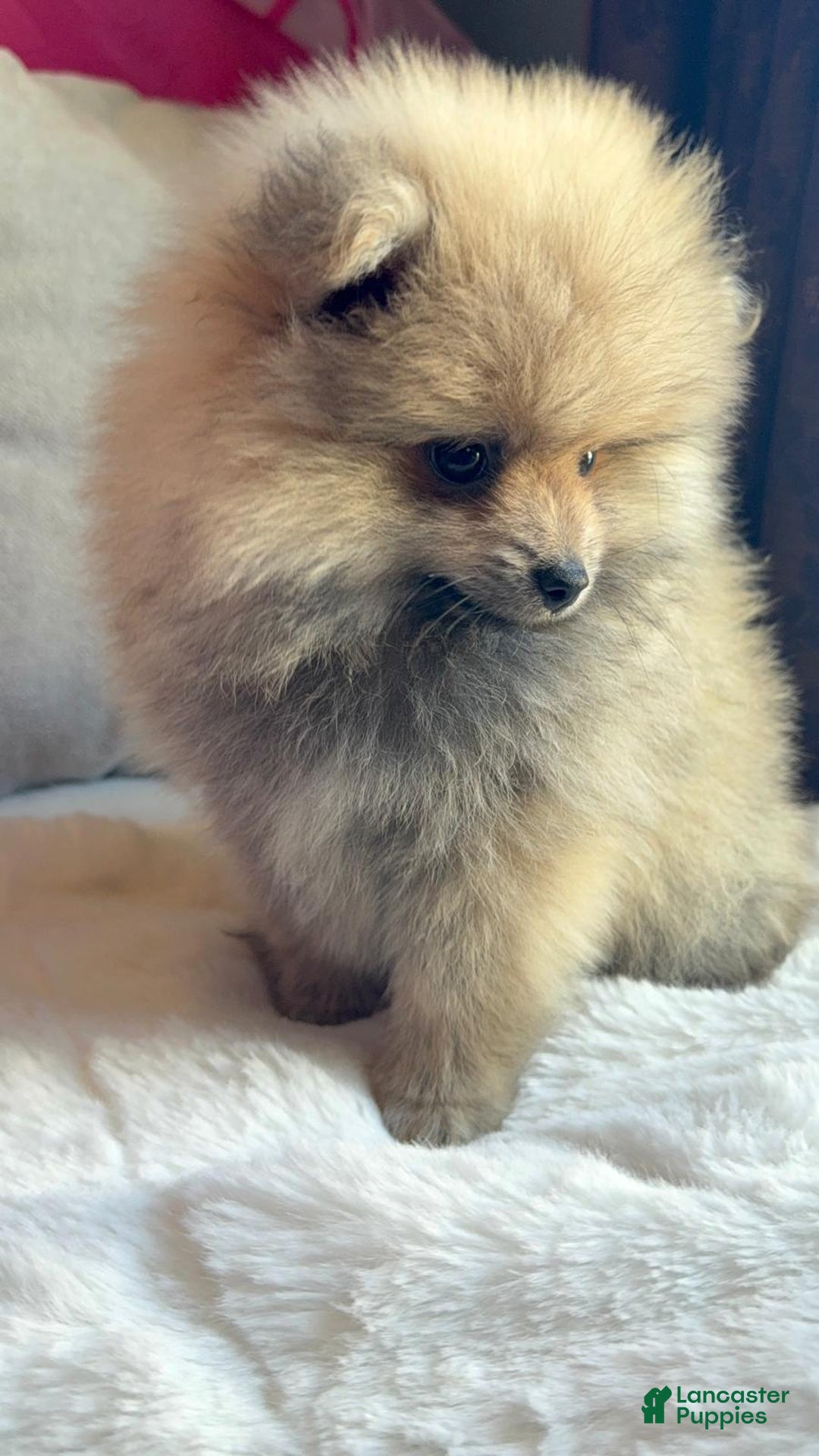 Pomeranian dogs for sale: Pomeranian Puppy George  - Ad 12