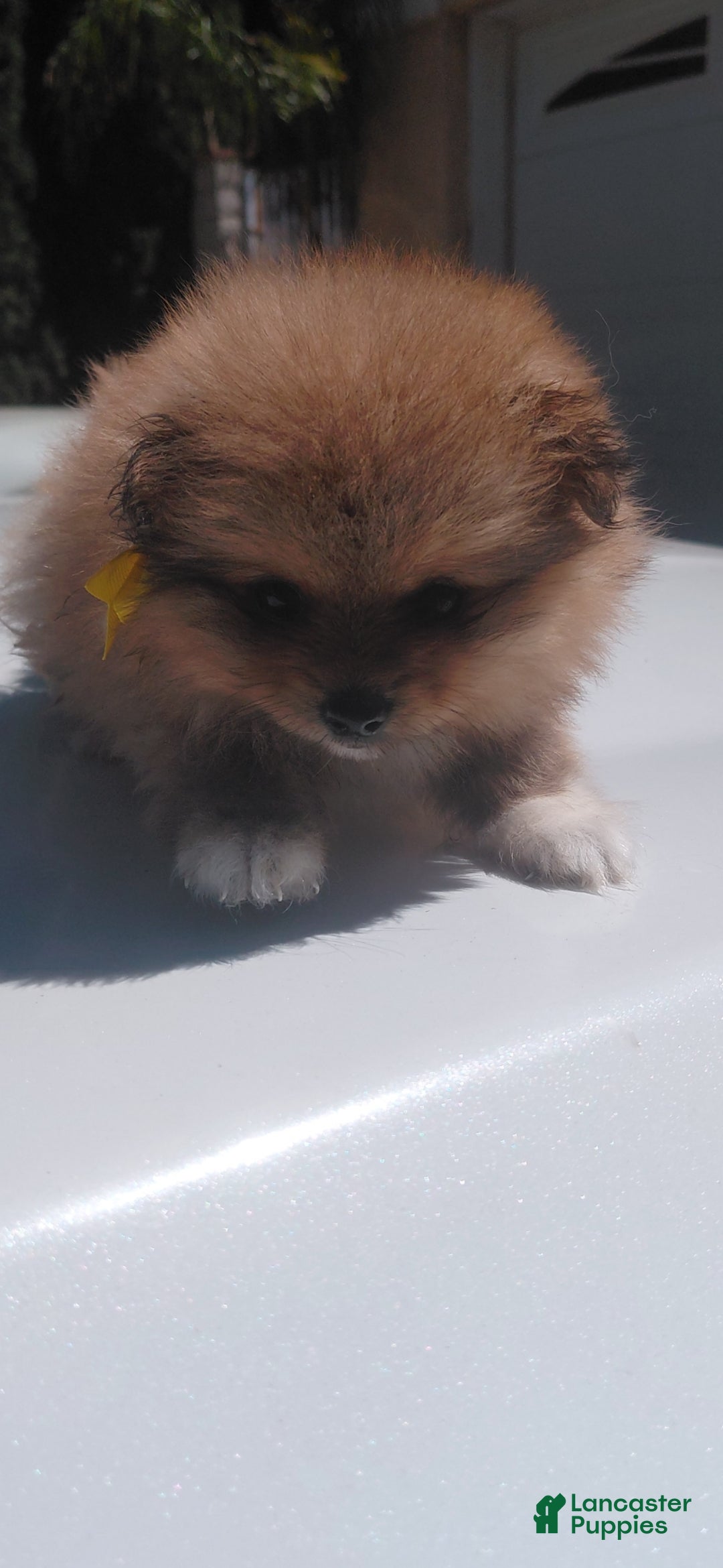 Pomeranian dogs Yogi bear 🐻 🥰 - Ad 2