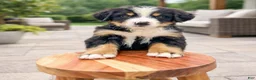 Bernese Mountain Dog dogs for sale: Junior - Ad 3