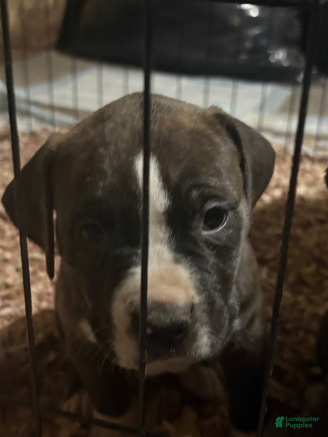 American Pit Bull Terrier dogs for sale: Cola - Ad 7