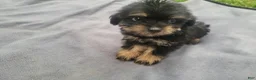 Morkie dogs for sale: Ram  - Ad 4