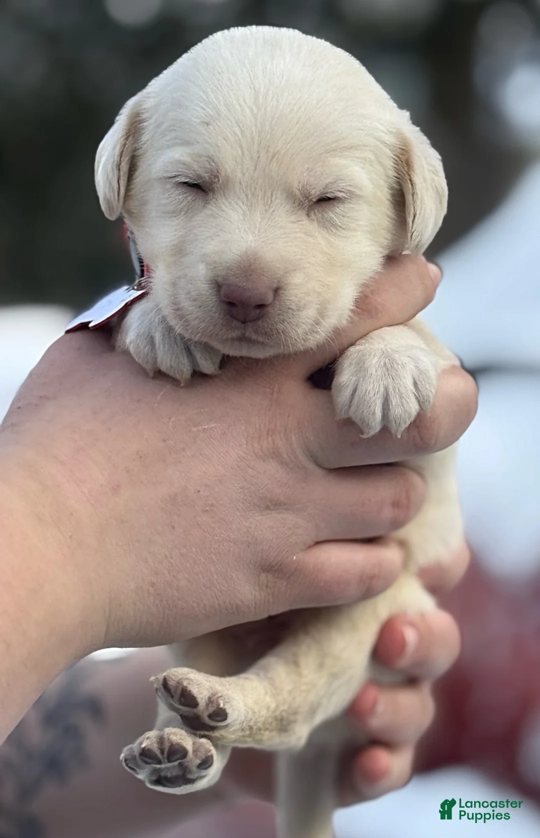 Labrador Retriever dogs for sale: Labrador Retriever Puppy 1 - Ad 2