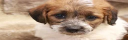 Jackapoo dogs for sale: Jonathan - Ad 4