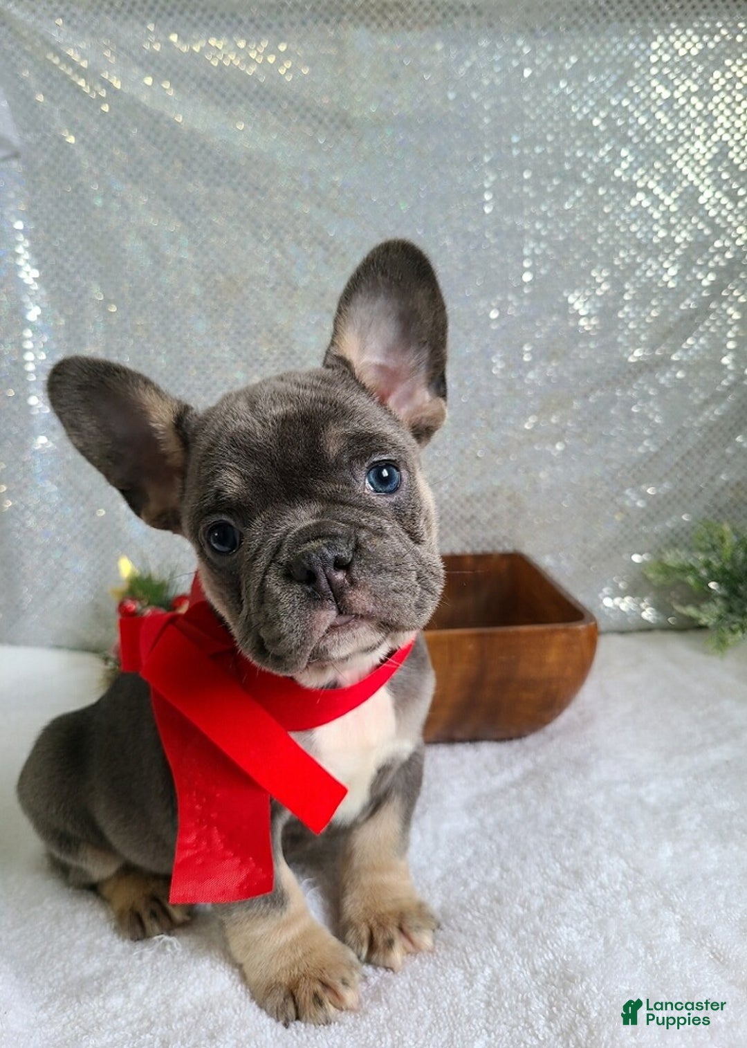 French Bulldog dogs for sale: Candy - Ad 1