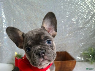 French Bulldog dogs Candy - Ad 12