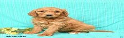 Goldendoodle dogs for sale: Riley - Ad 2