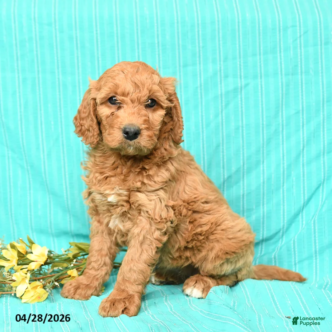 Goldendoodle dogs for sale: Riley - Ad 2