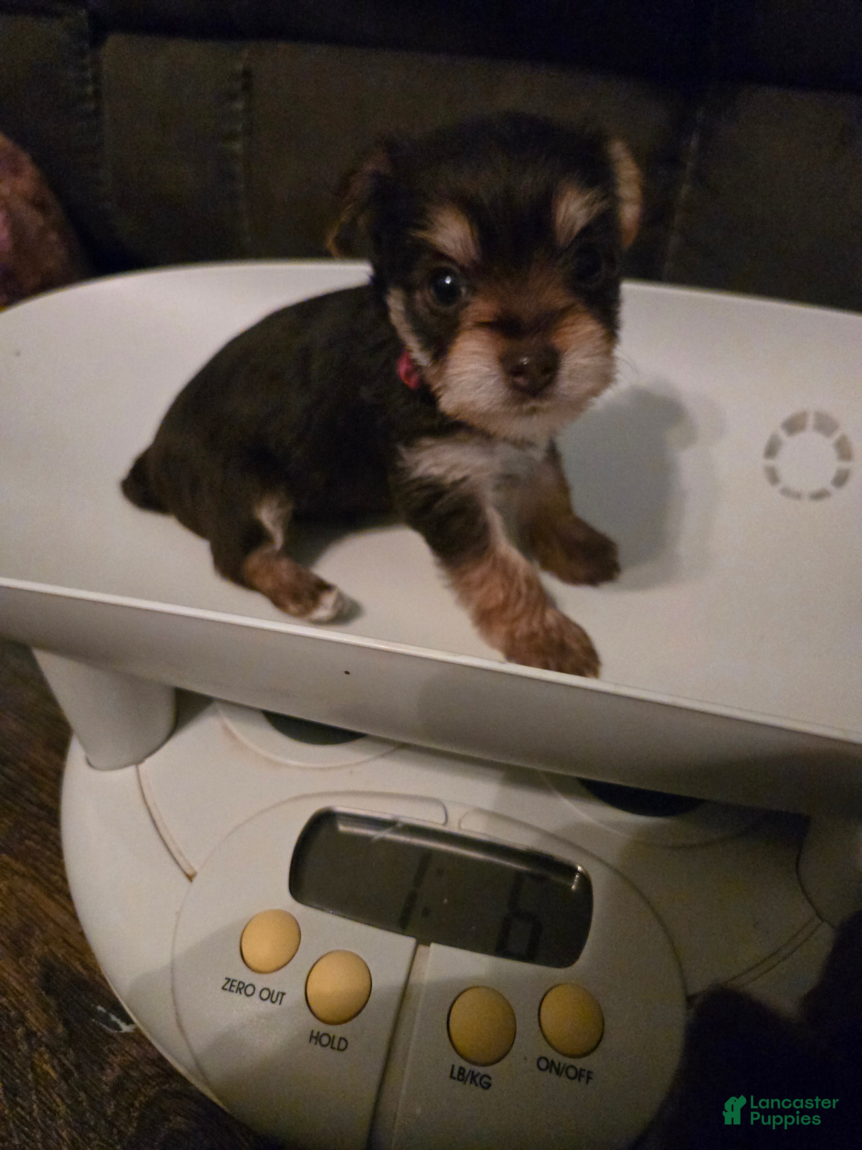 Yorkshire Terrier dogs Yorkshire Terrier Puppy 4-Mrs Red - Ad 1