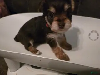Yorkshire Terrier dogs for sale: Yorkshire Terrier Puppy 4-Mrs Red - Ad 2