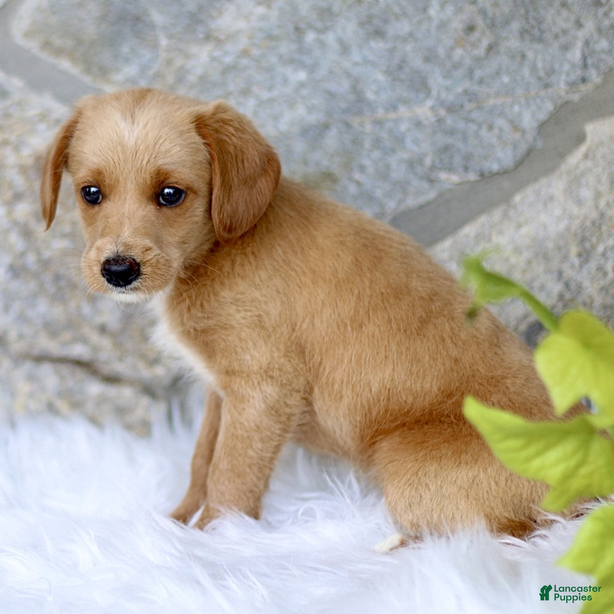 Labradoodle dogs Candy  - Ad 2
