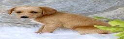 Labradoodle dogs for sale: Candy  - Ad 2