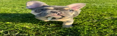 Moose