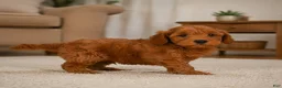 Cavapoo dogs for sale: Jessie - Ad 4