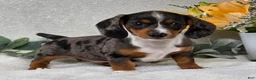 Miniature Dachshund dogs for sale: Pixie - Ad 6