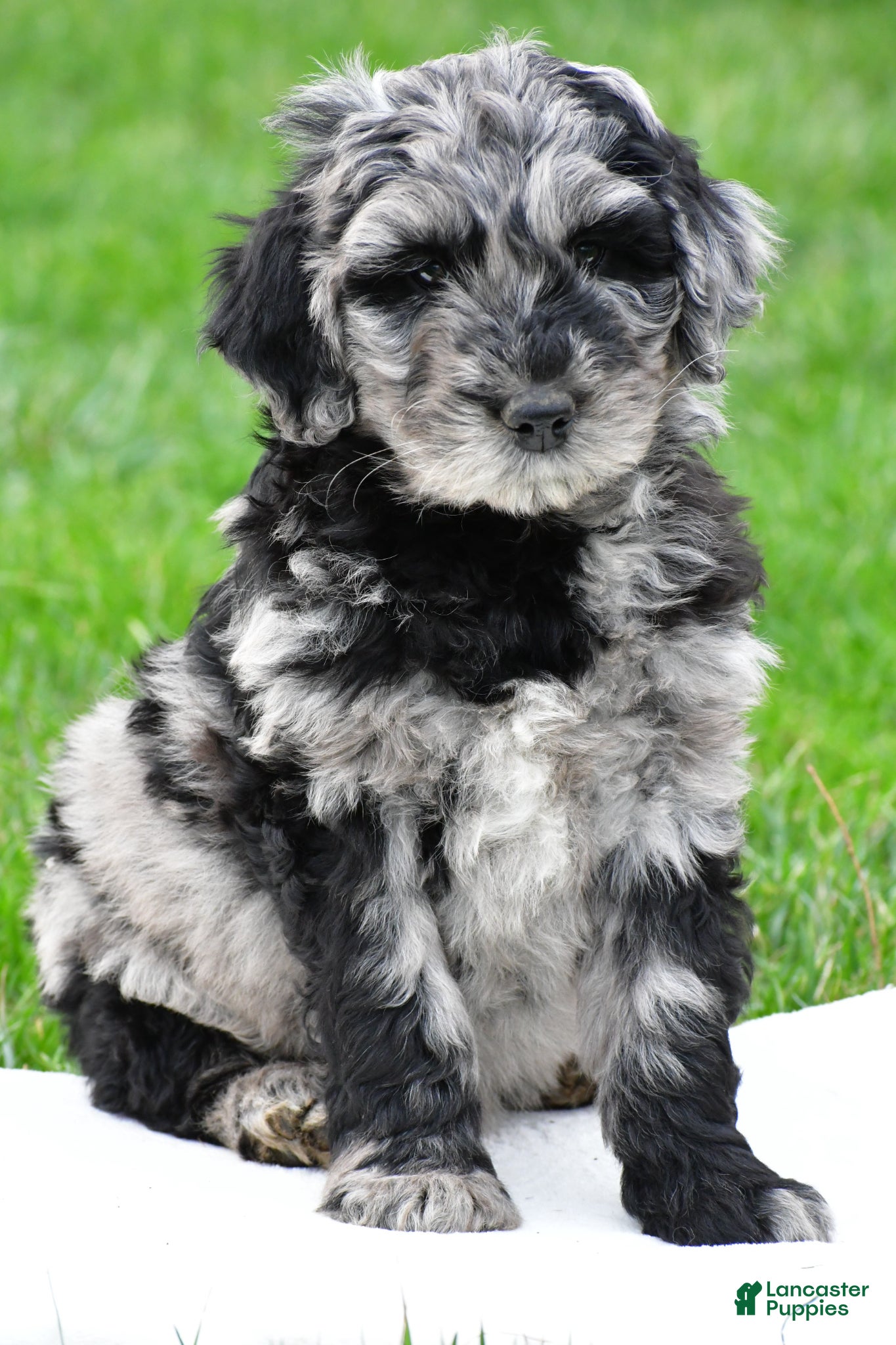 Newfypoo dogs Piper - Ad 2