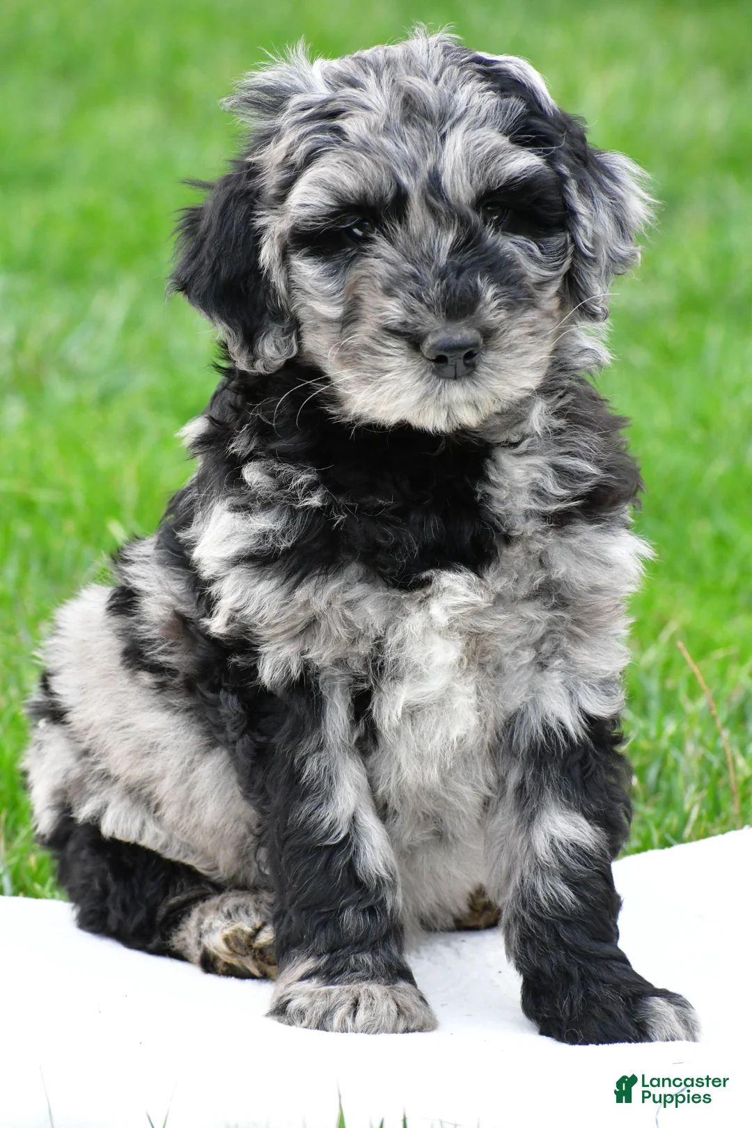 Newfypoo dogs for sale: Piper - Ad 2