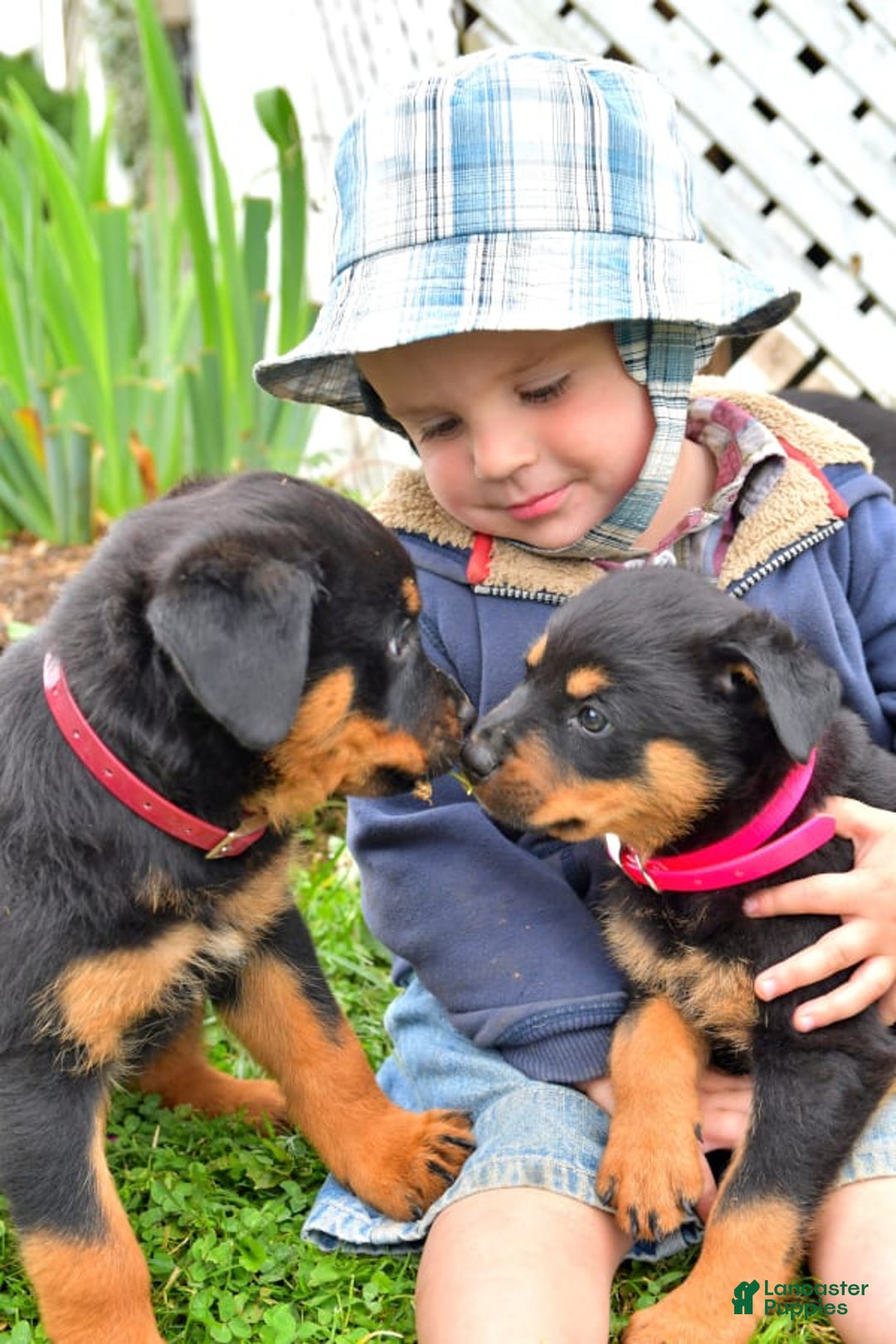 Gallery Image {{count}}