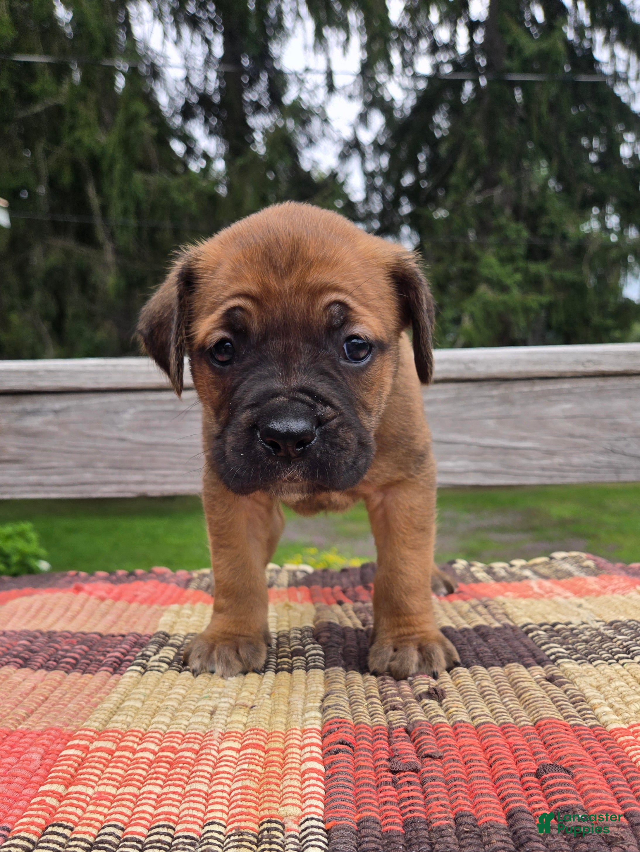 Cane Corso dogs AKC Vladimir  - Ad 1