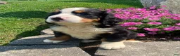 Bernese Mountain Dog dogs for sale: Cooper - Ad 4