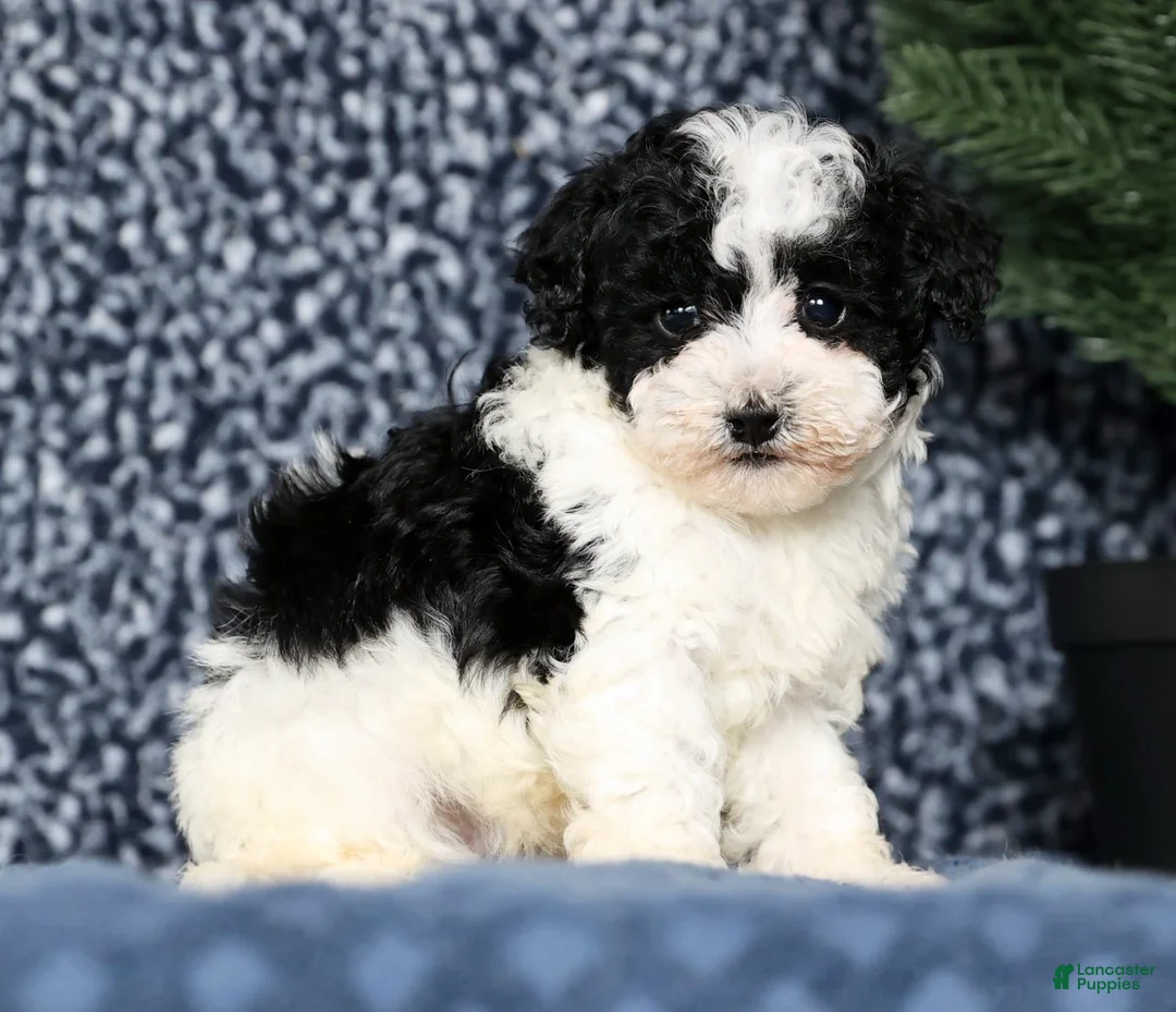 Havapoo dogs for sale: Lucas - Ad 5