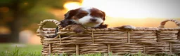 Mini Bernedoodle dogs for sale: Zoey - Ad 3