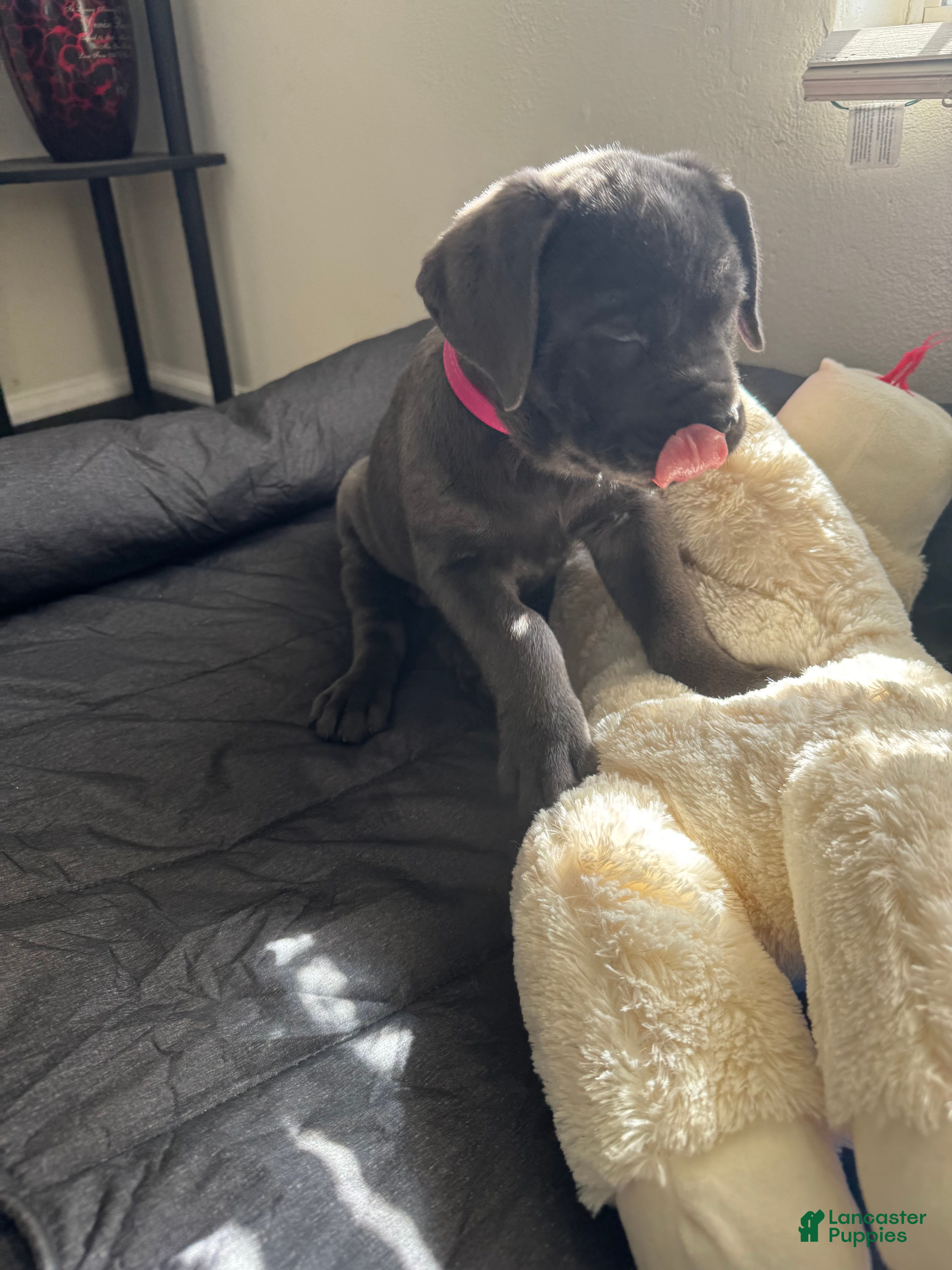 Cane Corso dogs Shelby - Ad 8