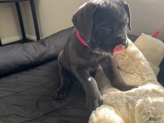 Cane Corso dogs Shelby - Ad 12