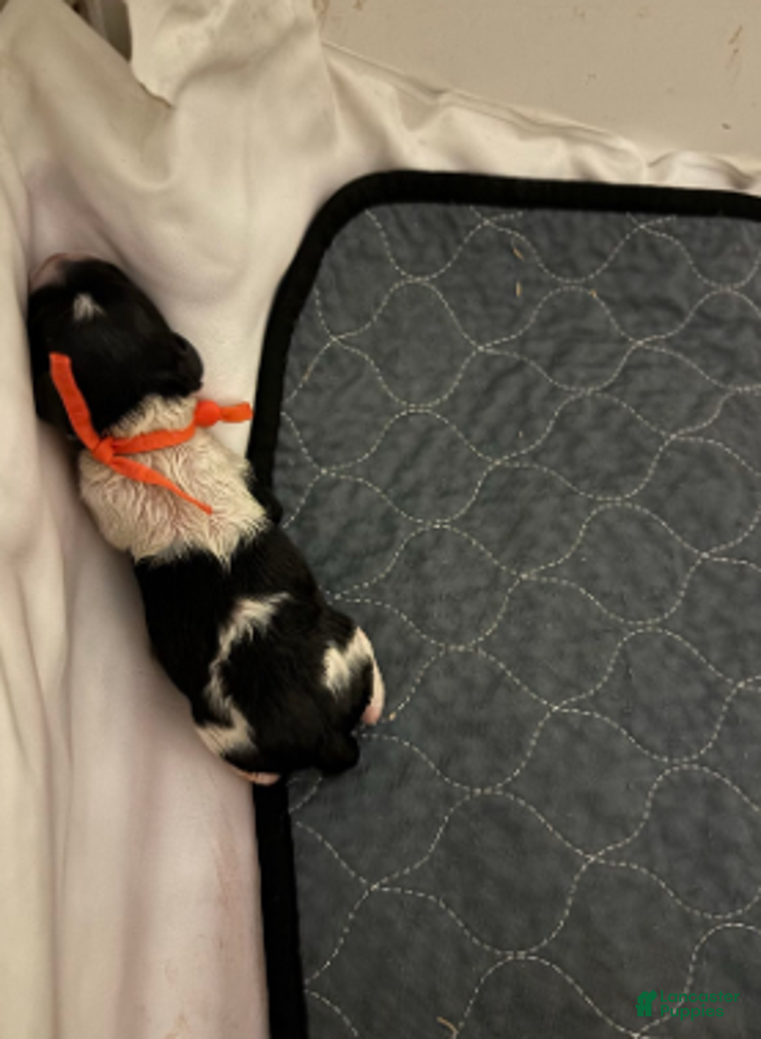 Cavapoo dogs for sale: Nick - Ad 10