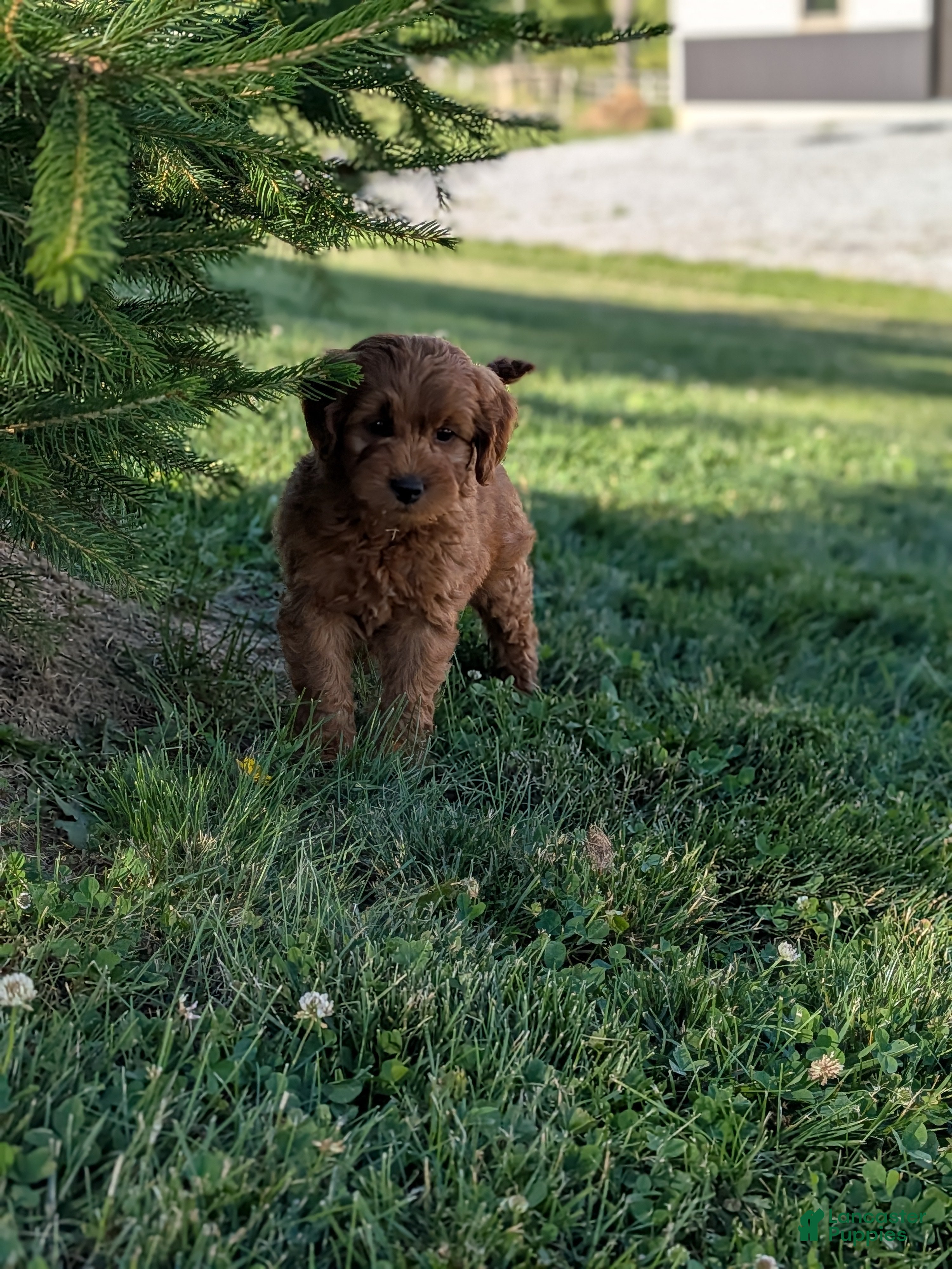 Mini Goldendoodle dogs Prince  - Ad 2