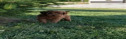 Mini Goldendoodle dogs for sale: Prince  - Ad 2