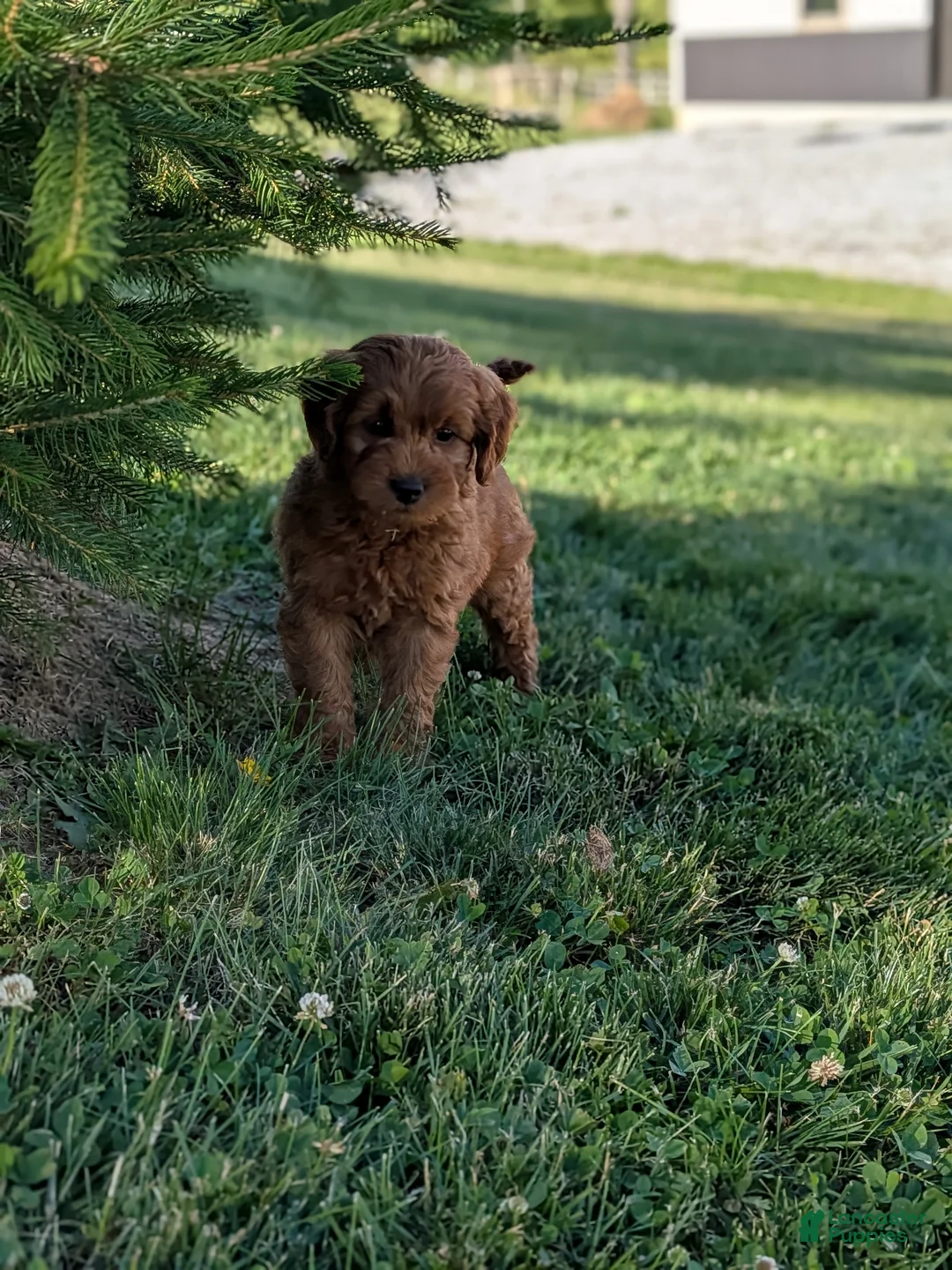 Mini Goldendoodle dogs for sale: Prince  - Ad 2