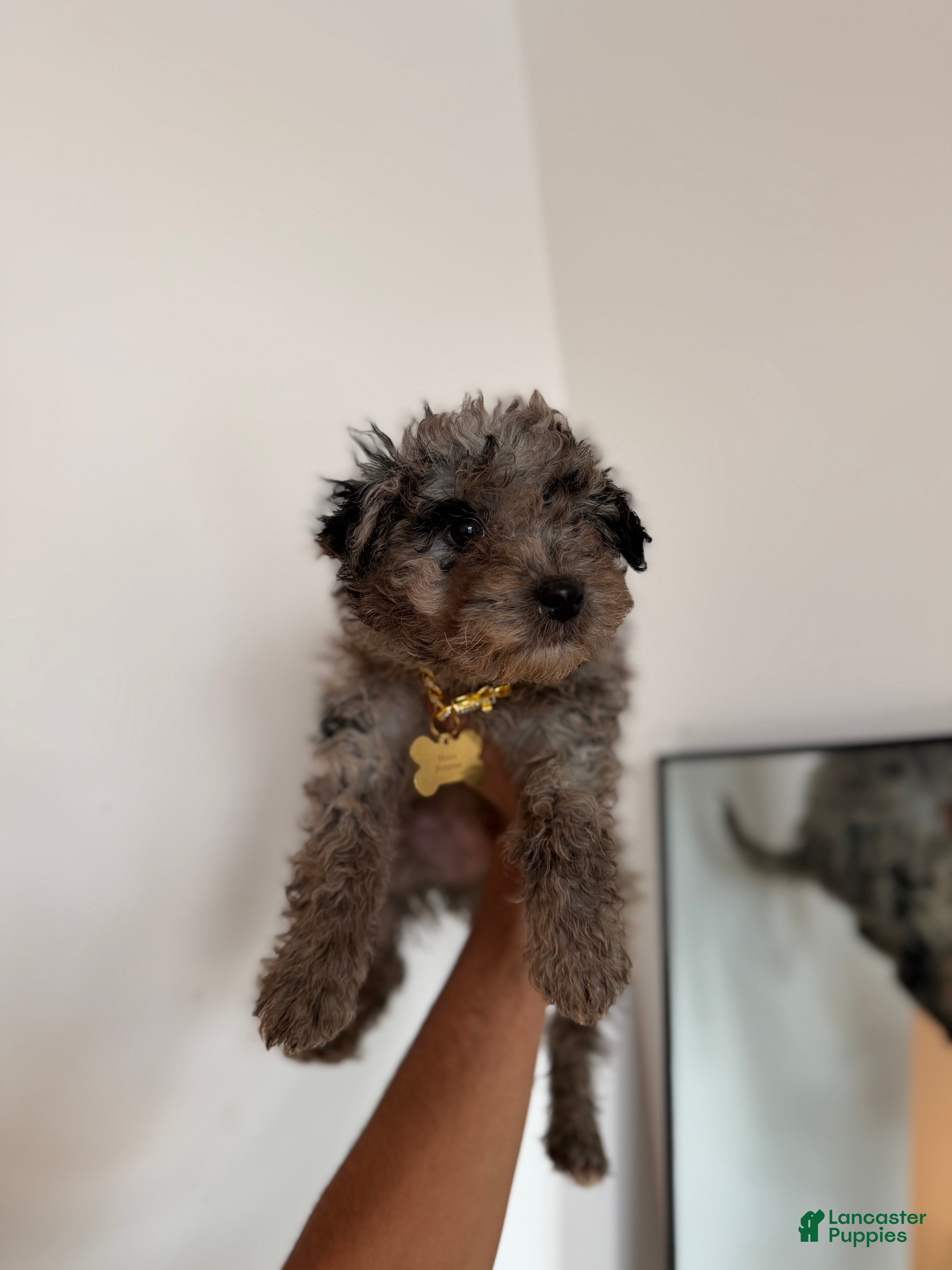 Mixed Breed dogs Mochi - Ad 38