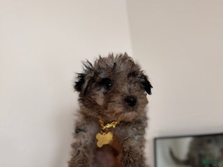 Mixed Breed dogs Mochi - Ad 38