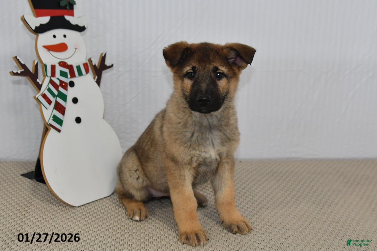 German Shepherd dogs Nova  - Ad 21